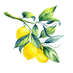 watercolor lemon branch - 85316586