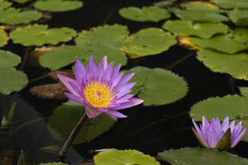 Purple lotus on green leaf background.