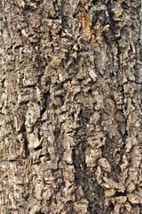 Tree brown bark texture in nature