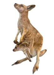 Stickers pour porte Kangourou kangourou avec bébé