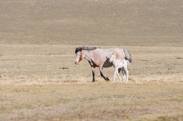 Fototapeta na wymiar Horses striding in Altai steppe in early spring