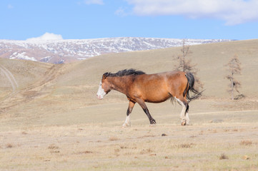 Horses striding in Altai steppe in early spring
