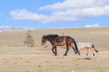 Horses striding in Altai steppe in early spring