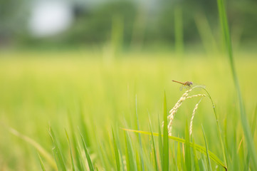 Dragonfry in rice filed
