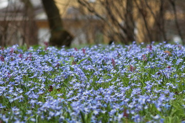 A meadow with blue flowers in Botanical Garden in Innsbruck, Austria