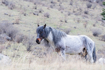 Horses breeding in Altai steppe in the early morning