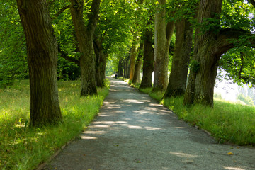 Fototapeta premium Walkway Through Tree Alley