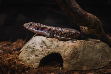 Sudan plated lizard (Gerrhosaurus major), also known as the Western plated lizard, great plated...