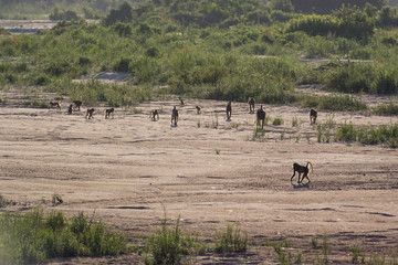 Fototapeta na wymiar Large troop of wild baboons walking along dry riverbed in Kruger National Pak