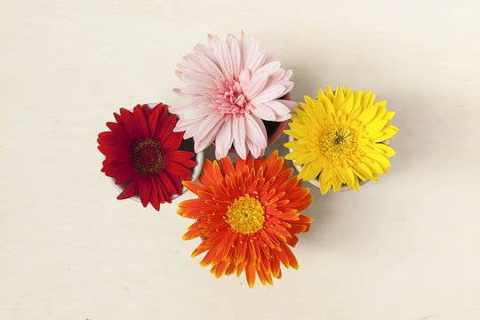 Colorful daisy flower background