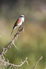Red-backed Shrike perched on a branch in Kruger National Park