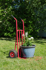 Fototapeta premium Cart with a big flowerpot