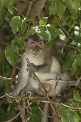 Long-tailed Macaque ( Macaca fascicularis)buddha-cave,Thailand, Asia