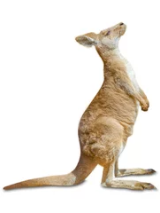 Foto auf Acrylglas Känguru Kangaroo standing