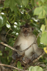 Long-tailed Macaque ( Macaca fascicularis)buddha-cave,Thailand, Asia