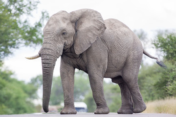 Old wild elephant walking across road in Kruger National Park