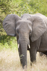Fototapeta na wymiar Young wild elephant feeding on grass in Kruger National Park