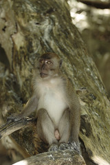 Long-tailed Macaque ( Macaca fascicularis)buddha-cave,Thailand, Asia