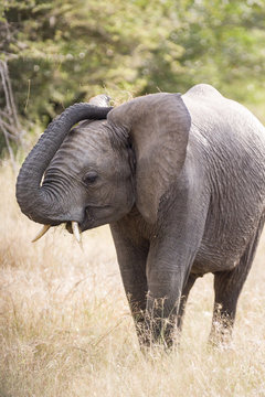 Young wild Elephant with trunk on it's head in Kruger National Park