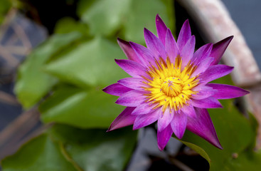 Obraz premium Fresh purple lotus with space on background