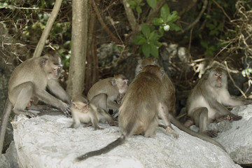 Long-tailed Macaque ( Macaca fascicularis)buddha-cave,Thailand, Asia