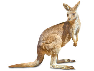 Naklejka na ściany i meble Kangaroo isolated