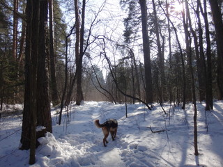 Зимний лес в солнечный день