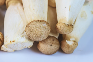mushroom on white background