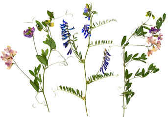 Set of wild dry pressed flowers and leaves