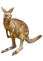 Kangaroo © bennymarty