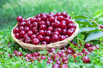 Sour cherries in a wicker basket and grass