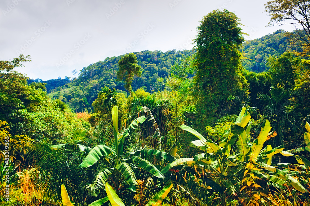 Canvas Prints thai mountains