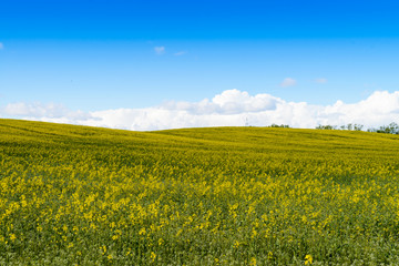 Obraz premium Yellow rape fields in Belarus