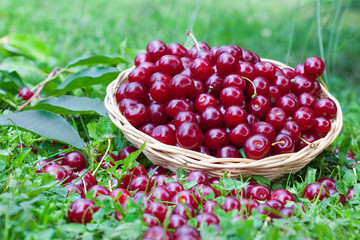 Delicious sour cherries in summer time, horizontal