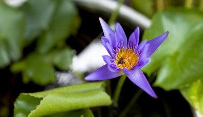 Nature background lotus flower and bee