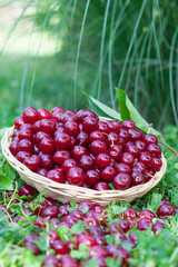 Delicious sour cherries in summer time, vertical