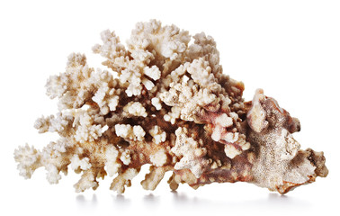 Beautiful Coral