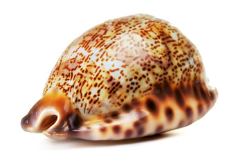 Sea Shell