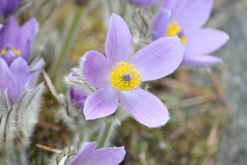 Fototapeta premium Alpine pasque-flowers (Pulsatilla Halleri) in Innsbruck, Austria