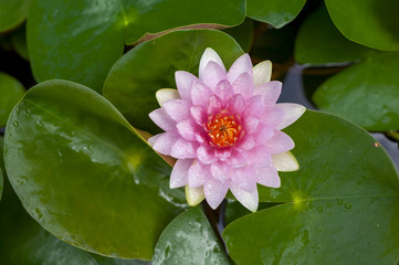 Pink lotus flower on green leaves background
