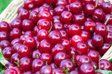 Fresh ripe cherries in a wicker basket