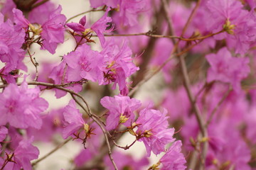 Fototapeta premium Korean Wheeldon Pink flowers (Rhododendron Mucronulatum) in Innsbruck, Austria