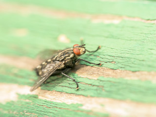 Common House Fly (Musca Domestica) Macro On Green Wood