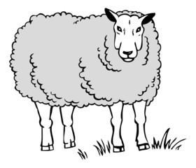 drawing a sheep