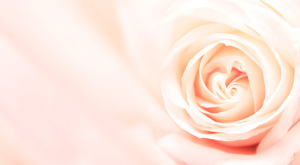 Fototapeta na wymiar Banner with pink rose