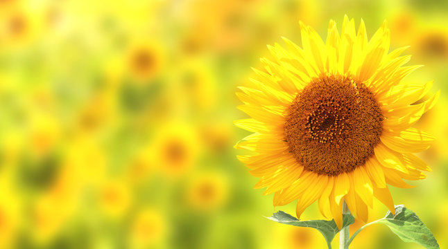 Sunflowers on yellow background