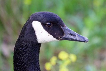 Goose close-up