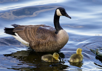 The mother goose with two children