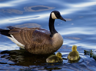 Fototapeta premium Teaching to swim