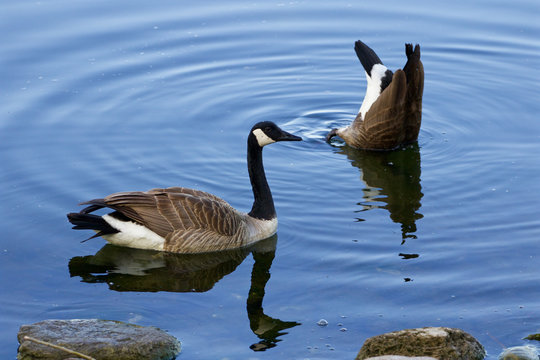Two cackling geese
